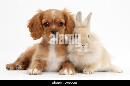 Cavalier King Charles Spaniel Welpen, Stern, mit Sandy Kaninchen. Stockfoto