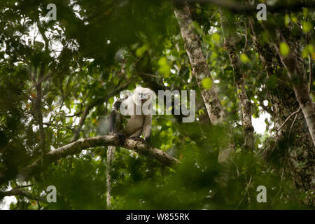 Tonkin snub-gerochene Monkey (Rhinopithecus avunculus) im Baum, Vietnam. Kritisch gefährdeten Arten. Stockfoto