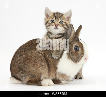 Süße schläfrige tabby Kitten, Stanley, 6 Wochen, mit Netherland Zwergkaninchen. Stockfoto