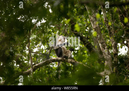 Tonkin snub-gerochene Monkey (Rhinopithecus avunculus) im Baum, Vietnam. Kritisch gefährdeten Arten. Stockfoto