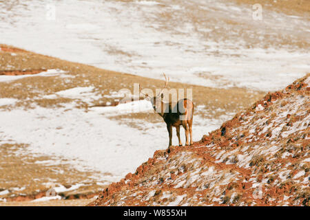 White-Lipped Rotwild (Przewalskium albirostris), Kekexili, Qinghai, tibetischen Plateau, China, Dezember Stockfoto