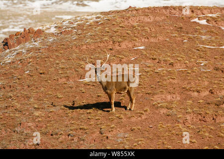 White-Lipped Rotwild (Przewalskium albirostris), Kekexili, Qinghai, tibetischen Plateau, China, Dezember Stockfoto