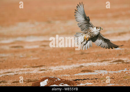 Saker Falcon (Falco cherrug) im Flug dicht über dem Boden, Kekexili, Qinhai, China, Dezember. Stockfoto