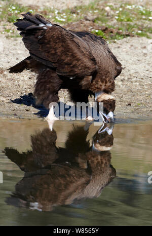 Mönchsgeier (Aygiptus monachus) trinken, Spanien März Stockfoto