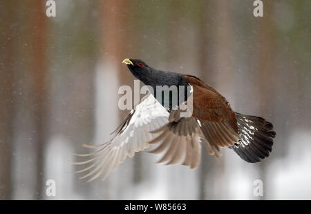 Auerhahn (Tetrao urogallus) im Flug, Rokua Finnland Februar Stockfoto