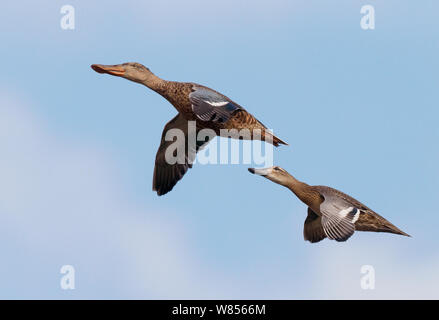 Krickente (Anas querquedula) und Shoveler (Anas Clypeata) im Flug, Falsterbo Schweden August Stockfoto