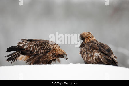 Golden Eagle (Aquila Chrysaetos) zwei auf Schneebedeckter Boden, Kuusamo Finnland Februar Stockfoto