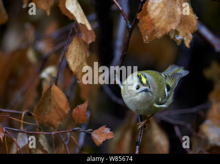 (Goldcrest Regulus Regulus) Uto Finnland September Stockfoto