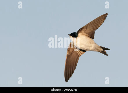 Haus Martin (Delichon urbicum) im Flug, Uto kann Finnland Stockfoto