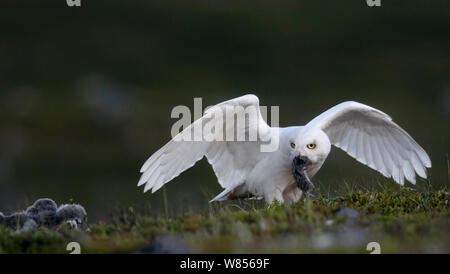 Schnee-eule (Nyctea scandiaca) männlich, Nagetier Beute für Küken im Nest, Utsjoki Finnland Juli Stockfoto