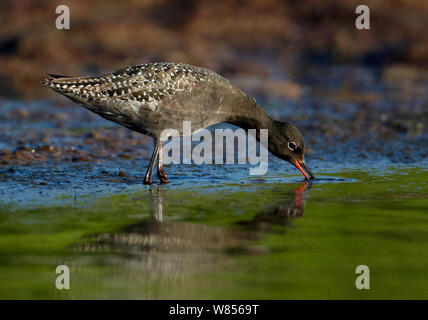 Gefleckte Rotschenkel (Tringa erythropus) Nahrungssuche im flachen Wasser, Uto Finnland Juni Stockfoto