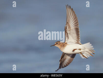 Temminck's Stint (Calidris temminckii) im Flug, Uto Finnland Juli Stockfoto