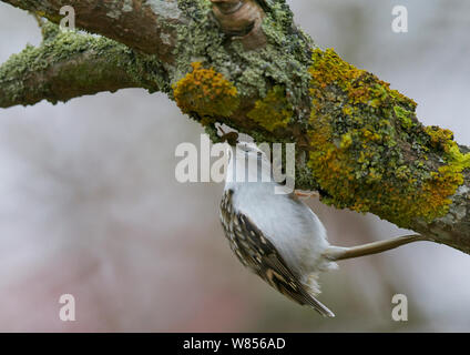 Common Treecreeper (Certhia familiaris) für Beute unter Flechten auf Tree Branch suchen, Uto Finnland November Stockfoto