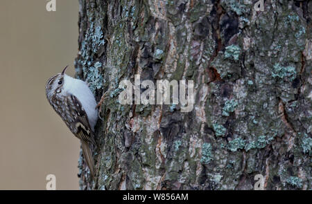 Common Treecreeper (Certhia familiaris) auf der Suche nach Beute, unter Baumrinde, Uto Finnland November Stockfoto