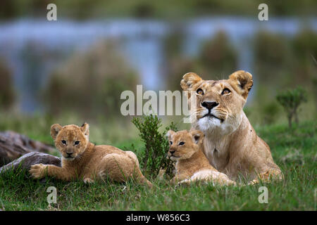 Afrikanischer Löwe (Panthera leo) Löwin ruht mit ihren zwei verspielten Jungen im Alter von 1-2 Monaten, Masai Mara National Reserve, Kenia. März Stockfoto