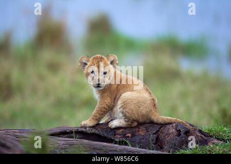 Afrikanischer Löwe (Panthera leo) Cub im Alter von 1-2 Monaten sitzen, Porträt, Masai Mara National Reserve, Kenia. März Stockfoto