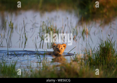 Afrikanischer Löwe (Panthera leo) Cub im Alter von 1-2 Monaten schwimmen in einem Wasserloch, Masai Mara National Reserve, Kenia. März Stockfoto
