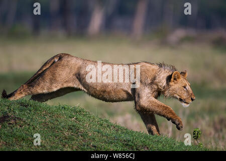 Afrikanischer Löwe (Panthera leo) Jugendlichen männlichen läuft, Masai Mara National Reserve, Kenia. März Stockfoto
