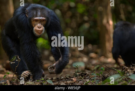 Western Schimpanse (Pan troglodytes Verus) jungen männlichen 'Jeje' ab 13 Jahren wandern, Bossou Wald, Mont Nimba, Guinea. Dezember 2010. Stockfoto