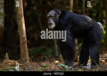 Western Schimpanse (Pan troglodytes Verus) Weibliche 'Jire' im Alter von 52 Jahren ständigen Portrait, Bossou Wald, Mont Nimba, Guinea. Dezember 2010. Stockfoto