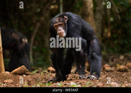 Western Schimpanse (Pan troglodytes Verus) Männliche "Tua" im Alter von 53 Jahren ständigen Portrait, Bossou Wald, Mont Nimba, Guinea. Januar 2011. Stockfoto