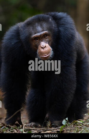 Western Schimpanse (Pan troglodytes Verus) jungen männlichen 'Jeje' ab 13 Jahren walking Portrait, Bossou Wald, Mont Nimba, Guinea. Januar 2011. Stockfoto