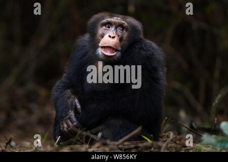 Western Schimpanse (Pan troglodytes Verus) jungen männlichen 'Jeje" bis zum Alter von 13 Jahren saß Portrait, Bossou Wald, Mont Nimba, Guinea. Januar 2011. Stockfoto