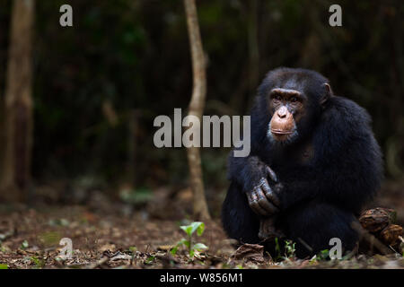 Western Schimpanse (Pan troglodytes Verus) jungen männlichen 'Jeje" bis zum Alter von 13 Jahren saß Portrait, Bossou Wald, Mont Nimba, Guinea. Januar 2011. Stockfoto