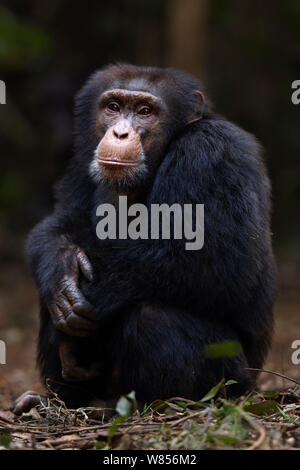 Western Schimpanse (Pan troglodytes Verus) jungen männlichen 'Jeje" bis zum Alter von 13 Jahren saß Portrait, Bossou Wald, Mont Nimba, Guinea. Januar 2011. Stockfoto