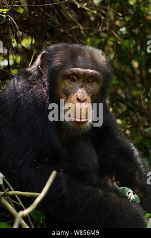 Western Schimpanse (Pan troglodytes Verus) jungen männlichen 'Jeje" bis zum Alter von 13 Jahren saß Portrait, Bossou Wald, Mont Nimba, Guinea. Januar 2011. Stockfoto