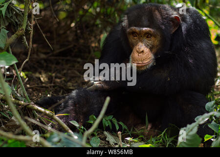 Western Schimpanse (Pan troglodytes Verus) jungen männlichen 'Jeje" bis zum Alter von 13 Jahren saß Portrait, Bossou Wald, Mont Nimba, Guinea. Januar 2011. Stockfoto