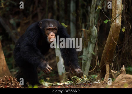 Western Schimpanse (Pan troglodytes Verus) jungen männlichen 'Jeje' ab 13 Jahren wandern, Bossou Wald, Mont Nimba, Guinea. Januar 2011. Stockfoto