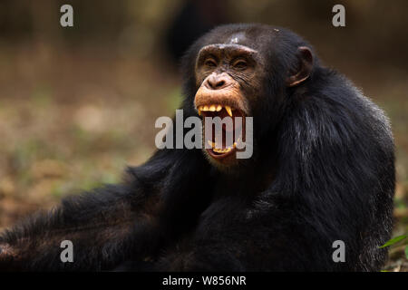 Western Schimpanse (Pan troglodytes Verus) jungen männlichen 'Jeje' ab 13 Jahren gähnen, Bossou Wald, Mont Nimba, Guinea. Januar 2011. Stockfoto