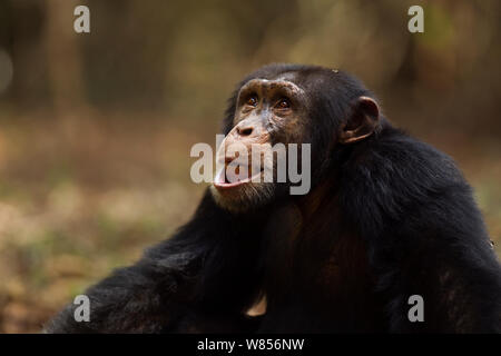 Western Schimpanse (Pan troglodytes Verus) jungen männlichen 'Jeje" bis zum Alter von 13 Jahren saß Portrait, Bossou Wald, Mont Nimba, Guinea. Januar 2011. Stockfoto