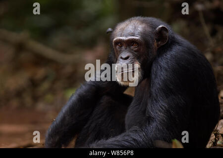 Western Schimpanse (Pan troglodytes Verus) Weibliche 'Jire' im Alter von 52 Jahren saß Portrait, Bossou Wald, Mont Nimba, Guinea. Januar 2011. Stockfoto