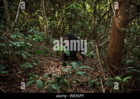 Western Schimpanse (Pan troglodytes Verus) jungen männlichen 'Jeje" bis zum Alter von 13 Jahren zu Fuß durch den Wald, Bossou Wald, Mont Nimba, Guinea. Januar 2011. Stockfoto