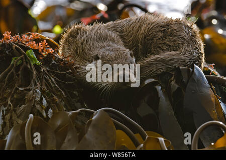 Europäischer fluss Fischotter (Lutra lutra) Cub unter Seetang und Algen auf Shoreline, Shetlandinseln, Schottland, Großbritannien, Oktober. Stockfoto