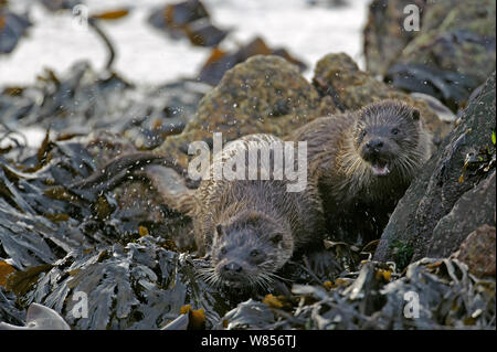 Zwei europäische Fischotter (Lutra lutra) schütteln sich trocken auf Shoreline, Shetlandinseln, Schottland, Großbritannien, Oktober. Stockfoto