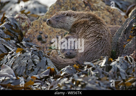 Zwei europäische Fischotter (Lutra lutra) auf Shoreline, Shetlandinseln, Schottland, Großbritannien, Oktober. Stockfoto