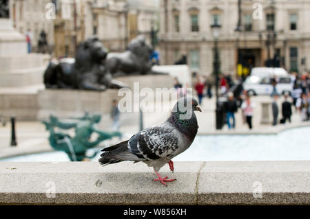 Wilde Taube (Columba livia) Trafalgar Square, London, Mai Stockfoto