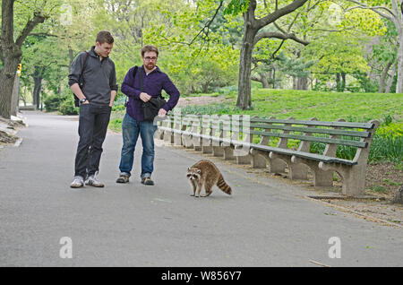 Nordamerikanischer Waschbär (Procyon Lotor) von zwei Männern im Central Park, New York City, USA, Mai beobachtet Stockfoto