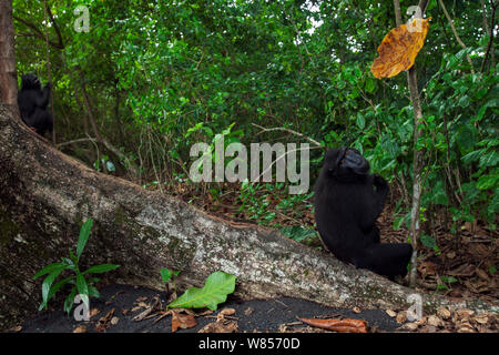 Celebes/Schwarz crested Makaken (Macaca nigra) reife Männer sitzen auf einem Baum buttress, Tangkoko National Park, Sulawesi, Indonesien. Stockfoto