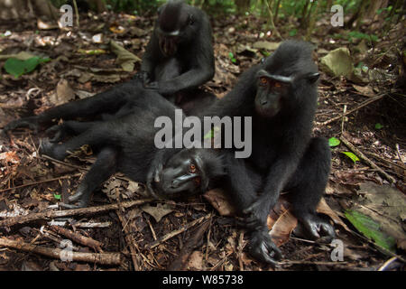 Celebes/Schwarz crested Makaken (Macaca nigra) Gruppe Pflege am Boden, Tangkoko National Park, Sulawesi, Indonesien. Stockfoto