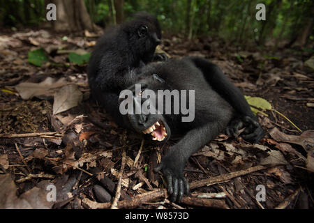 Celebes/Schwarz crested Makaken (Macaca nigra) Sub-Männchen von einem Jugendlichen gepflegt werden, Tangkoko National Park, Sulawesi, Indonesien. Stockfoto