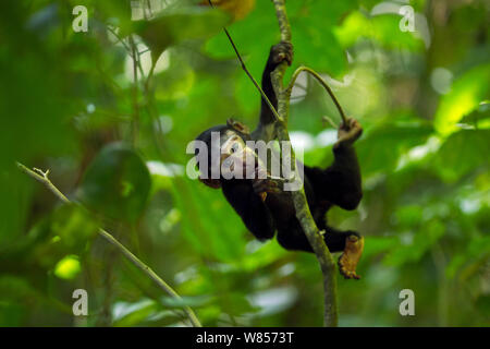 Celebes/Schwarz crested Makaken (Macaca nigra) weibliche Babys im Alter von weniger als 1 Monat spielen in einem Baum, Tangkoko National Park, Sulawesi, Indonesien. Stockfoto