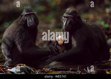 Celebes/Schwarz crested Makaken (Macaca nigra) Weibchen sitzen, einen mit einem Baby im Alter von weniger als 1 Monat, Tangkoko National Park, Sulawesi, Indonesien. Stockfoto