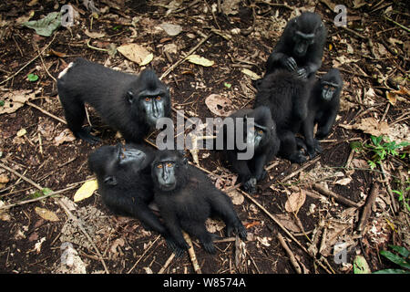 Celebes/Schwarz crested Makaken (Macaca nigra) Gruppe sitzen auf dem Waldboden, Tangkoko National Park, Sulawesi, Indonesien. Stockfoto