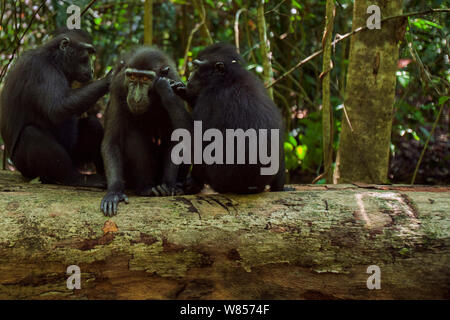 Celebes/Schwarz crested Makaken (Macaca nigra) Gruppe grooming auf einen umgestürzten Baum, Tangkoko National Park, Sulawesi, Indonesien. Stockfoto