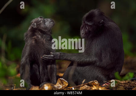 Celebes/Schwarz crested Makaken (Macaca nigra) Weiblich Männlich gepflegt werden, Tangkoko National Park, Sulawesi, Indonesien. Stockfoto