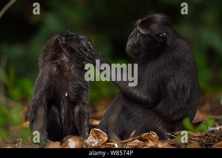 Celebes/Schwarz crested Makaken (Macaca nigra) Weiblich Männlich gepflegt werden, Tangkoko National Park, Sulawesi, Indonesien. Stockfoto